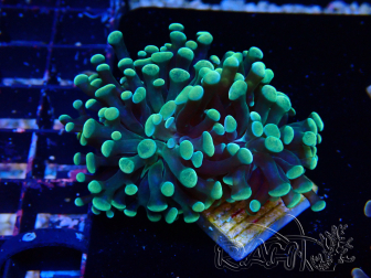 WYSIWYG Euphyllia paraancora (Maricultura aclimatada bajo LED) 4A2