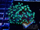 WYSIWYG Euphyllia paraancora (Mariculture acclimaté sous LED) 4A2