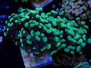 WYSIWYG Euphyllia paraancora (Mariculture acclimaté sous LED) 4A4