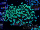 WYSIWYG Euphyllia paraancora (Mariculture acclimated under LED) 4A6