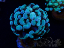 WYSIWYG Euphyllia paraancora (Marikultur akklimatisiert unter LED) 4A6