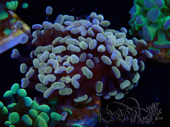 WYSIWYG Euphyllia paraancora (aus Marikultur, unter LED akklimatisiert) 4B3