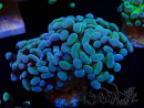 WYSIWYG Euphyllia paraancora (Maricultura aclimatada bajo LED) 4B5