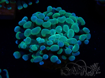 WYSIWYG Euphyllia paraancora (Maricultured acclimated under LED) 4B6