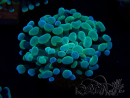 WYSIWYG Euphyllia paraancora (Maricultured acclimated under LED) 4B6