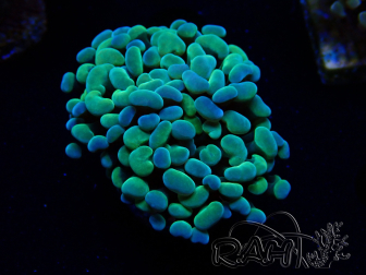 WYSIWYG Euphyllia paraancora (Marikultur unter LED akklimatisiert) 4B5