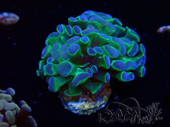 WYSIWYG Euphyllia paraancora (Maricultured acclimated under LED) 4B6