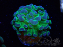WYSIWYG Euphyllia paraancora HOLOGRAM (Mariculture acclimaté sous LED) 4B9