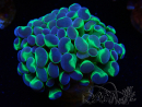 WYSIWYG Euphyllia paraancora HOLOGRAM (Mariculture acclimaté sous LED) 4B10