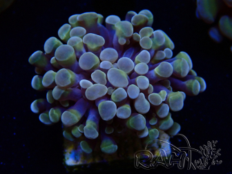 WYSIWYG Euphyllia paraancora (Mariculture acclimated under LED) 4C1