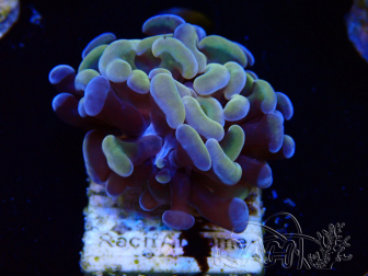 WYSIWYG Euphyllia paraancora (Mariculture acclimated under LED) 4C5