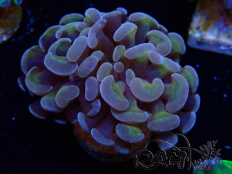 WYSIWYG Euphyllia paraancora (Mariculture acclimaté sous LED) 4C6