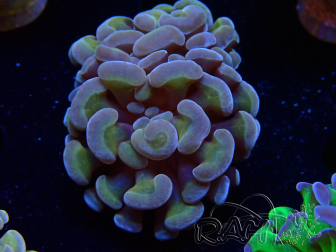 WYSIWYG Euphyllia paraancora (Marikultur akklimatisiert unter LED) 4C5