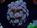 WYSIWYG Euphyllia paraancora (Mariculture acclimaté sous LED) 4C7