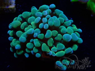 WYSIWYG Euphyllia paraancora (Mariculture acclimated under LED) 4C6