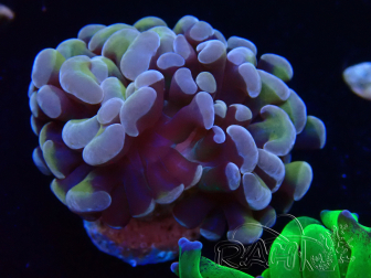 WYSIWYG Euphyllia paraancora (Mariculture acclimaté sous LED) 4C9