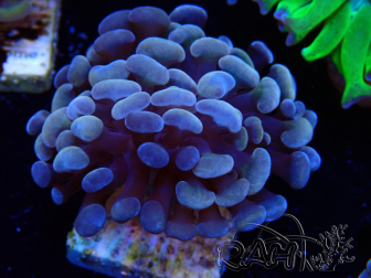 WYSIWYG Euphyllia paraancora (Maricultura aclimatada bajo LED) 4C6