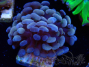 WYSIWYG Euphyllia paraancora (Maricultura aclimatada bajo LED) 4C6