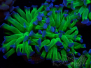 WYSIWYG Euphyllia paraancora (Mariculture acclimaté sous LED) 4D1
