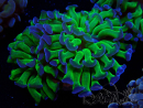 WYSIWYG Euphyllia paraancora (Mariculture acclimaté sous LED) 4D2