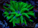 WYSIWYG Euphyllia paraancora (Marikultur, akklimatisiert unter LED) 4D3
