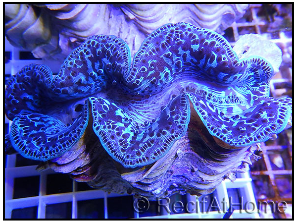 WYSIWYG Bénitiers Ultra COLOR XL 1