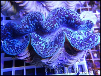 WYSIWYG Bénitiers Ultra COLOR XL 1