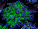 WYSIWYG Euphyllia paraancora (Mariculture acclimaté sous LED) 4D4