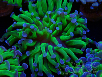 WYSIWYG Euphyllia paraancora (Mariculture acclimaté sous LED) 4D5