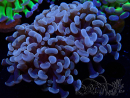 WYSIWYG Euphyllia paraancora (Mariculture acclimaté sous LED) 4D6