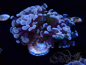 WYSIWYG Euphyllia paraancora (Maricoltura acclimatata sotto LED) 4D6