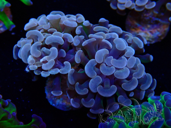 WYSIWYG Euphyllia paraancora (Mariculture acclimaté sous LED) 4D5