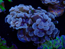 WYSIWYG Euphyllia paraancora (Mariculture acclimaté sous LED) 4D5