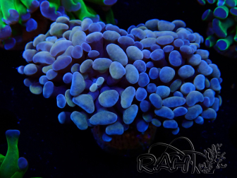 WYSIWYG Euphyllia paraancora (Maricultura aclimatada bajo LED) 4D6