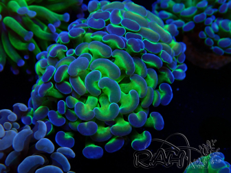 WYSIWYG Euphyllia paraancora (Maricultura aclimatada bajo LED) 4E1