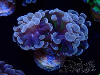 WYSIWYG Euphyllia paraancora (Maricultura aclimatada bajo LED) 4E2
