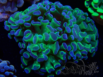 WYSIWYG Euphyllia paraancora (Marikultur akklimatisiert unter LED) 4E3