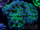 WYSIWYG Euphyllia paraancora (Marikultur akklimatisiert unter LED) 4E3