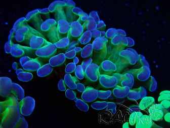 WYSIWYG Euphyllia paraancora (Maricultura acclimatata sotto LED) 4E4