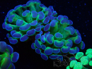 WYSIWYG Euphyllia paraancora (Maricultura acclimatata sotto LED) 4E4