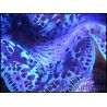 WYSIWYG Bénitiers Ultra COLOR XL 1