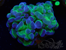 WYSIWYG Euphyllia paraancora (Marikultur unter LED akklimatisiert) 4E5