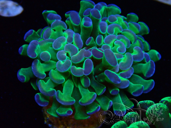 WYSIWYG Euphyllia paraancora (Mariculture acclimaté sous LED) 4E5
