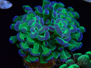 WYSIWYG Euphyllia paraancora (Mariculture acclimated under LED) 4E5