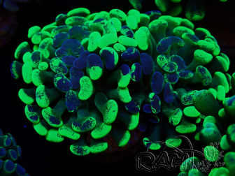 WYSIWYG Euphyllia paraancora (Marikultur unter LED akklimatisiert) 4E6