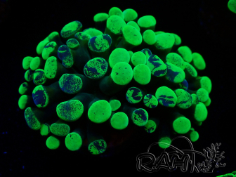 WYSIWYG Euphyllia paraancora(Mariculture acclimaté sous LED) 4E10
