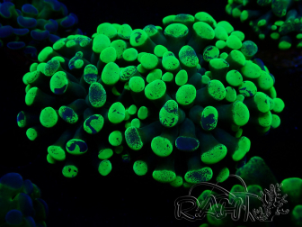 WYSIWYG Euphyllia paraancora (Maricultura aclimatada bajo LED) 4F1