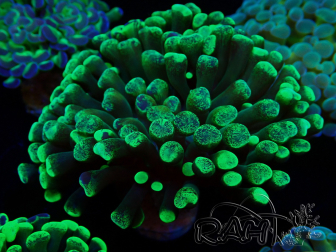 WYSIWYG Euphyllia paraancora (Mariculture acclimaté sous LED) 4F2