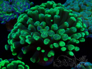 WYSIWYG Euphyllia paraancora (Mariculture acclimated under LED) 4F2