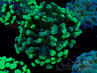 WYSIWYG Euphyllia paraancora (Marikultur unter LED akklimatisiert) 4F3